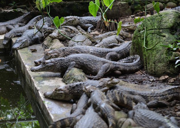 Cocodrilos y caimanes en Craicorchis de Tapachula