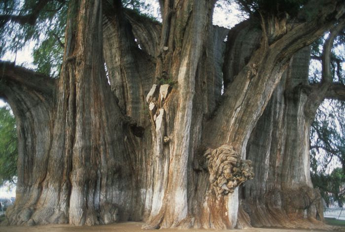 Árbol del Tule en Oaxaca.