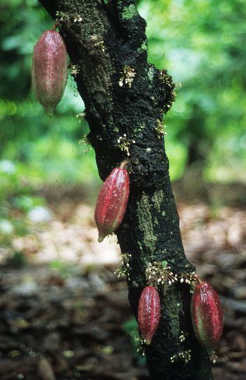 Cacao, frutos y flores.