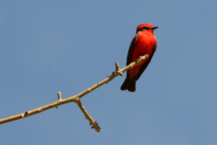 Cardenal migratorio en Morelos.