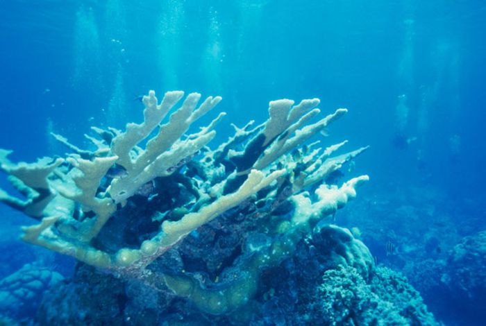 Coral cuerno de Alce. Caribe.