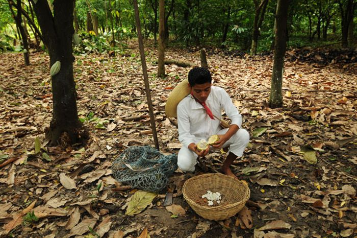 Cosecha de cacao, mazorca y granos.