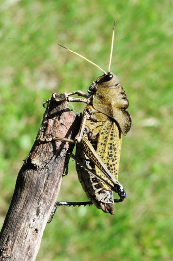 Grillo en la Huasteca