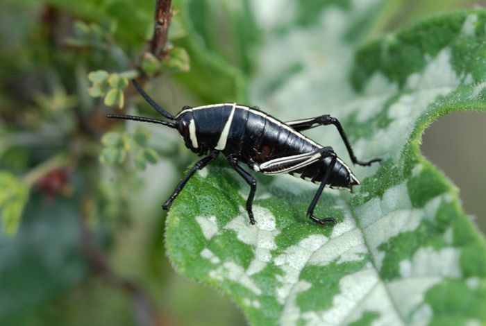 Grillo negro en Huichapan, Hidalgo.