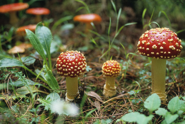 Amanita Muscaria.