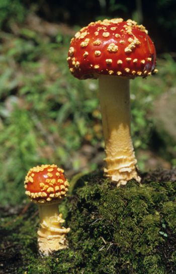 Amanita, hongo mosquero.