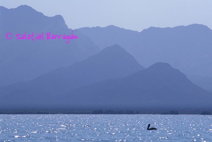 Isla Tiburón y pelícano