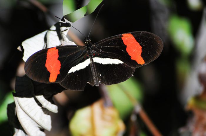 Mariposa carterita tropical.