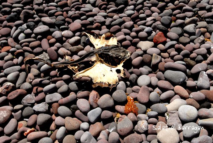 Rocas en playa de Isla Tiburón y resto de pez