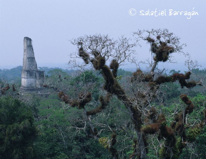 Tikal estructura espigada entre al selva