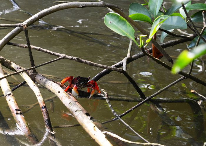 Cangrejo Rojo en mangles del río Tumilco.