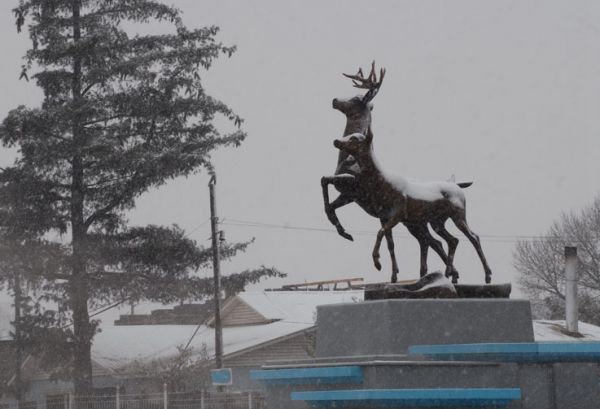 Venados nevados en la entrada de Ciudad Madera, Chih.