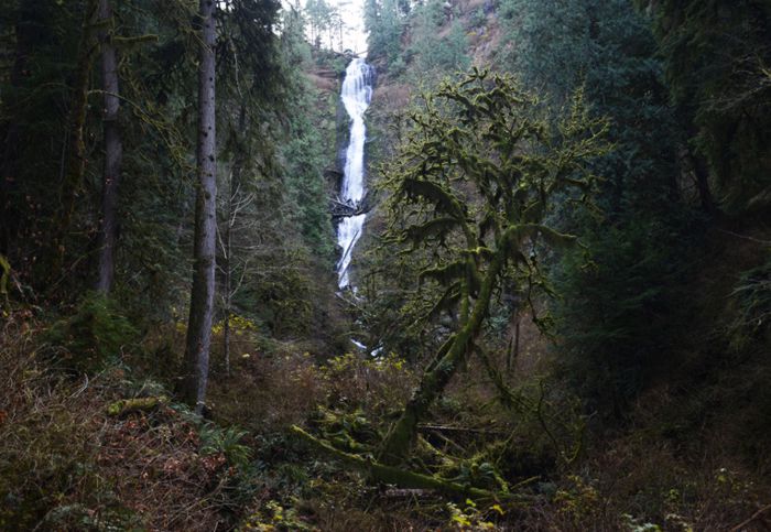 Arboles con musgo y cascada en Munsen Creek Park, cerca de Tillamook.