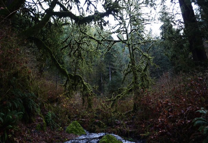 Bosques y arroyuelos de Oregón donde se dice habita Pie Grande.