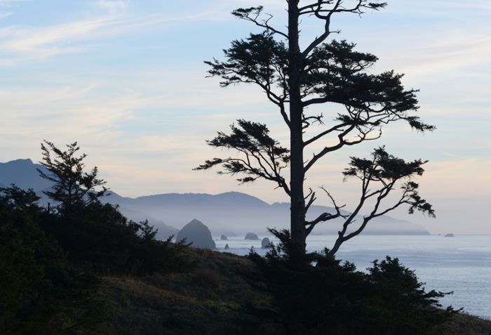 Carretera #101 con bosques y costa rocosa, cerca de Cannon Beach.