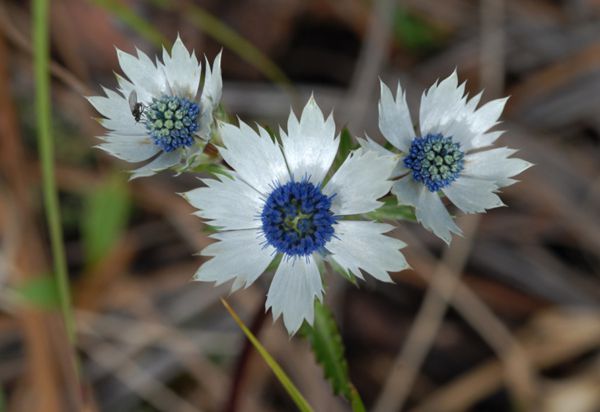 Flores Silvestres Mexicanas - Azul Natour