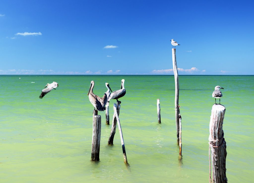 Pelícanos en Holbox. Caribe Mexicano