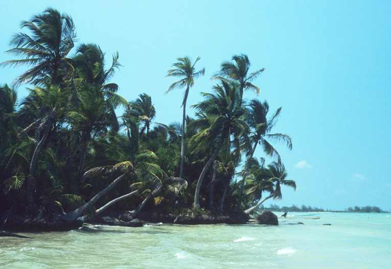 Palmeras en costa sur de Q. Roo. Caribe Mexicano