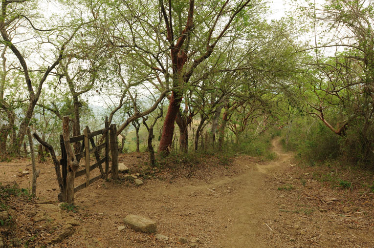 Camino bajo arboles de chaca, Ver. Caminos Huastecos.