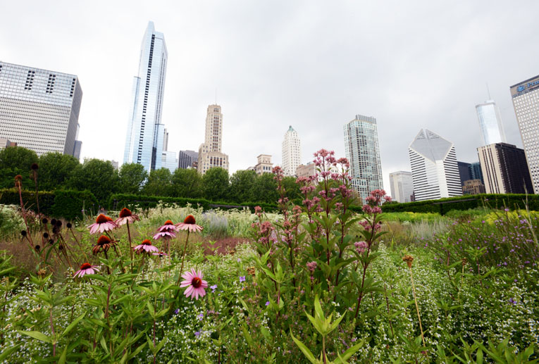 Flores casi todo el año. Chicago.